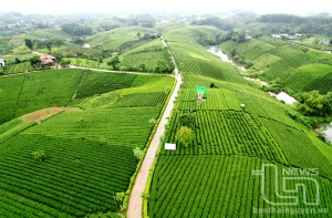 绿意盎然的茶山吸引大量游客前来尽享自然美景