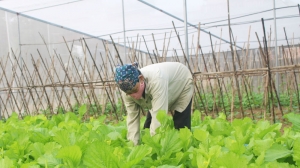 郑芳公江市规划2个高科技的蔬菜种植区