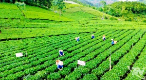 注重扩大集体经济模型