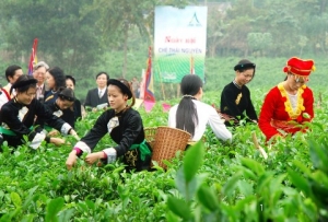 为越南茶业发展目的
